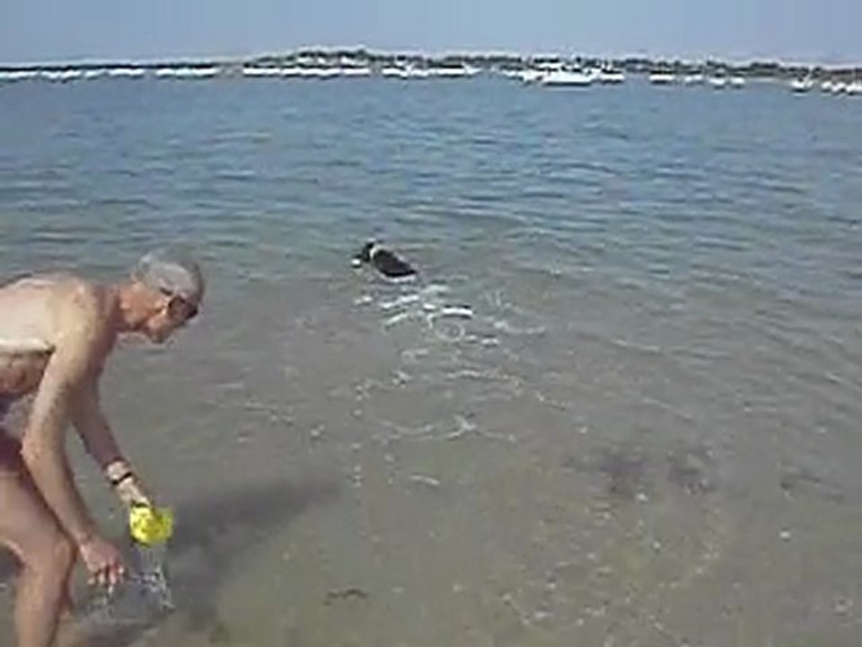 Les chiens à la mer le 08 Aout 2
