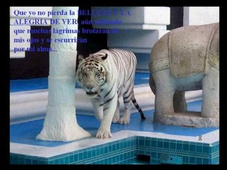 Video 89 EL SECRETO en youtube, pelicula, video, dvd, tv