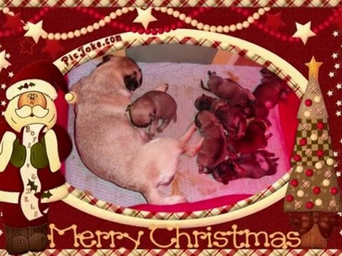 les bébés premier repas