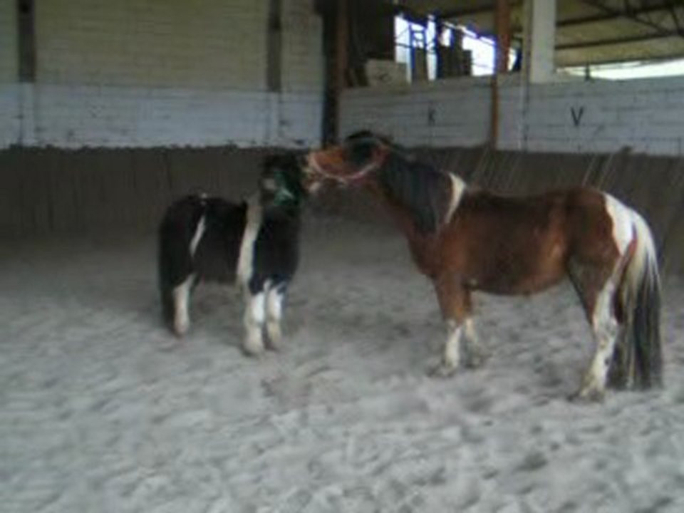 tom et loulou