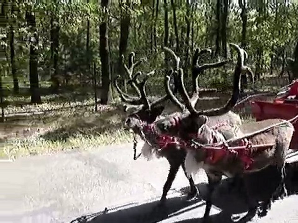 Reindeer in training