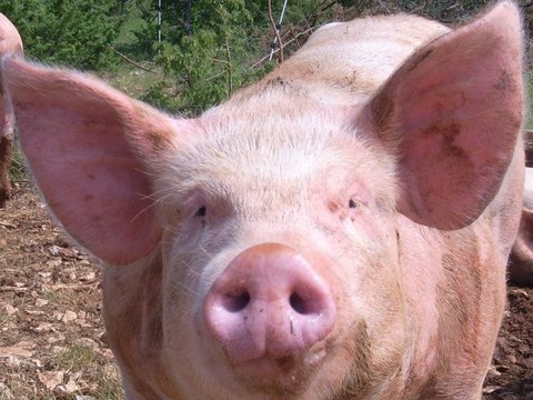 [Nwel Matinik] Kantik des Mornes - Joje Volé Cochon