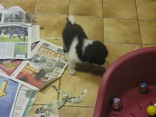 bébé Anouk et Coumaï 5 semaines