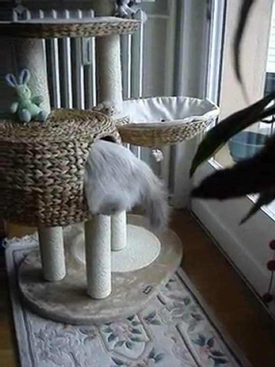 YOTA prend possession de son arbre