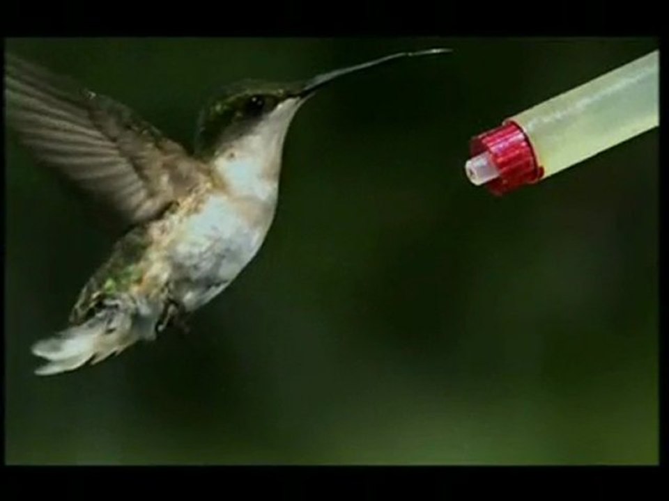 COLIBRI - COLIBRI A CAMARA SUPER LENTA - DOCUMENTAL