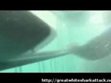 Great White Shark Attacks Inside Cage!!