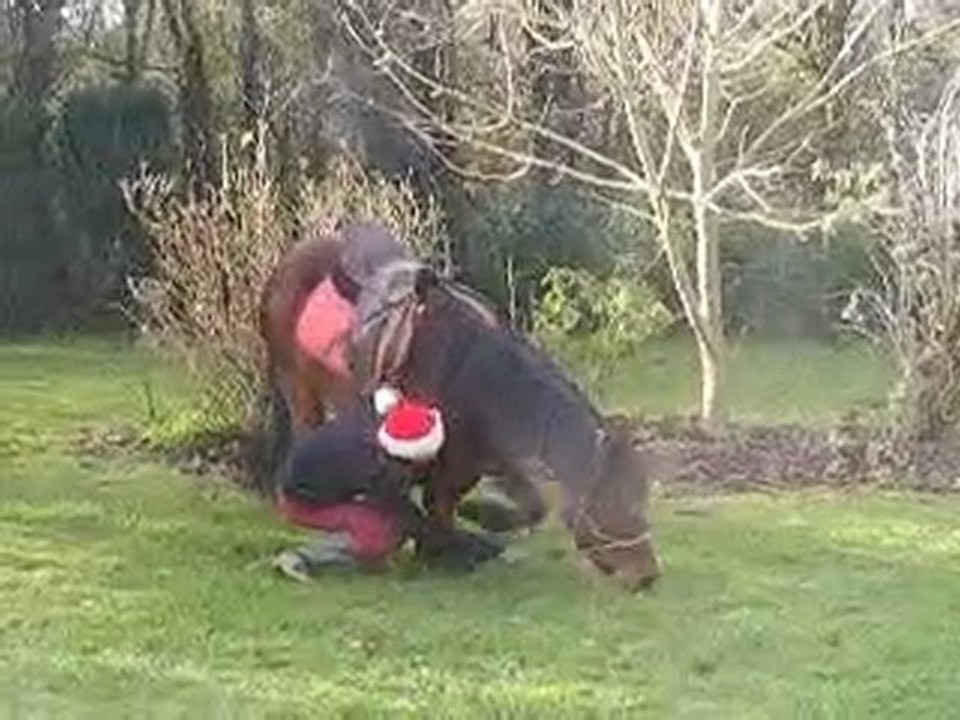 Dressage avec Jingel