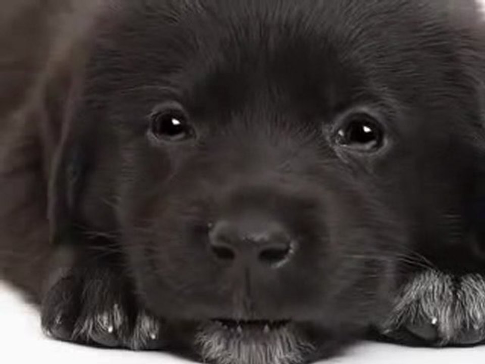 Petit Papa Noel par un gentil toutou