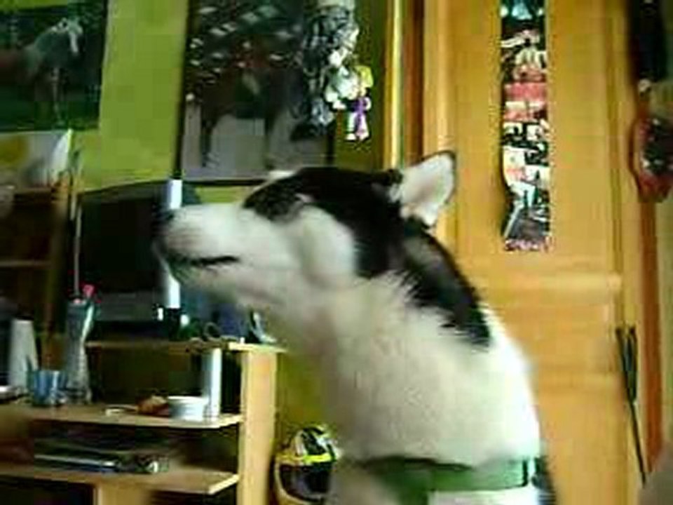 Petit loup chante