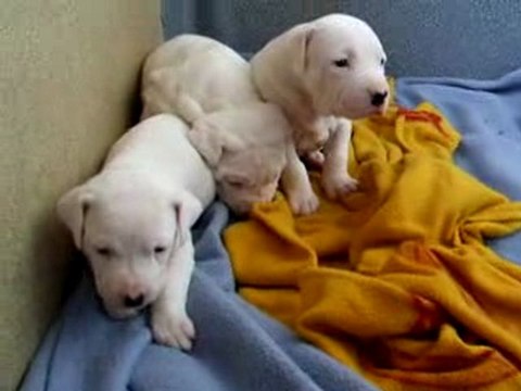 Dogos Argentinos...