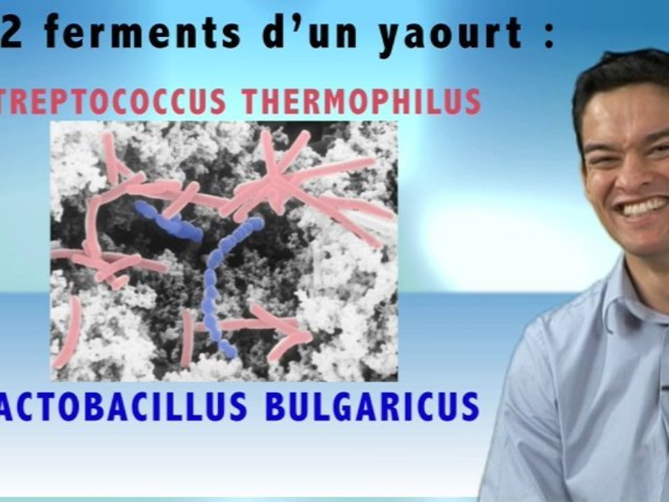 La fermentation du yaourt