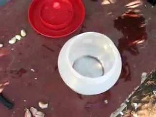 Güvercin suyuna sarımsak nasıl eklenir? TrakyaGuvercin.Com