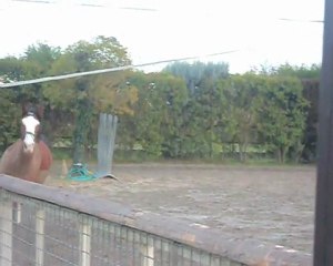 Epona séance en liberté le 03.01.09