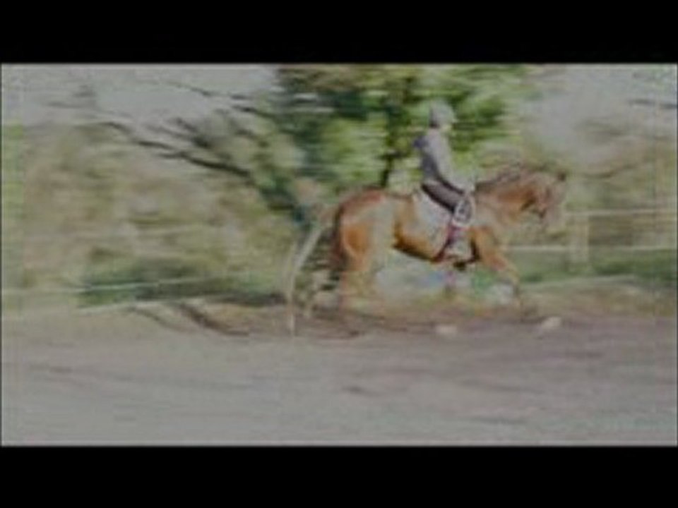 Orelie du Guilly. Petite séance en dressage