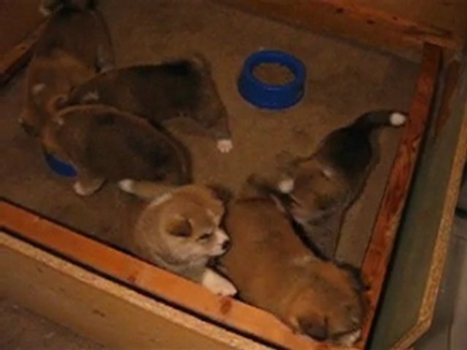 Vidéo chiots akita inu 4,5 semaines