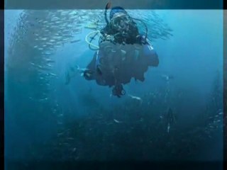 2009 Sardine Run - DPG Expedition