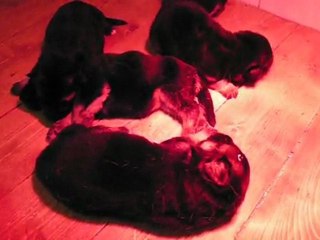 Les Chiots de Dune et Canto du Domaine des Sorbiers (3)