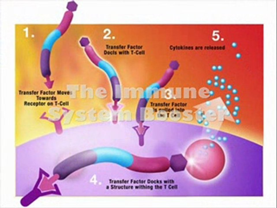 Transfer Factor Plus