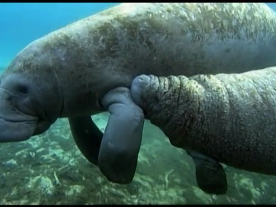 Manatee: Gentle Giants of Suburbia || Trailer