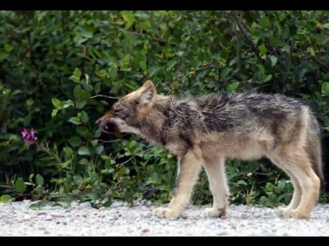 les loups The last amazing grays (Sonata Arctica)