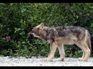 les loups The last amazing grays (Sonata Arctica)
