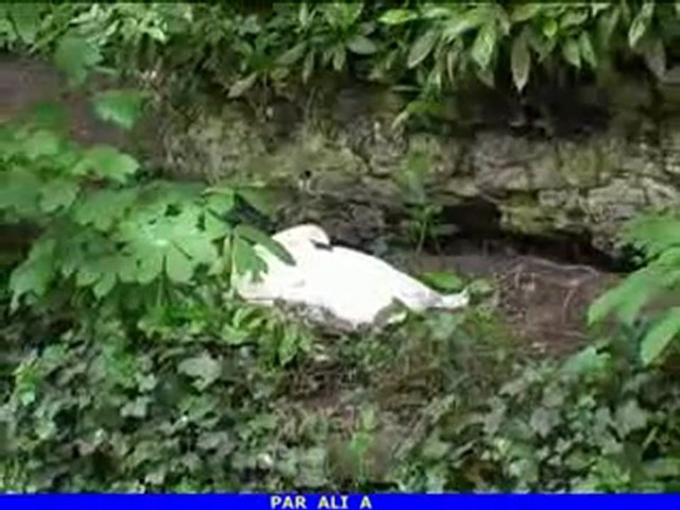 Watching video mazouni mohamed .....waalache ranie ayache