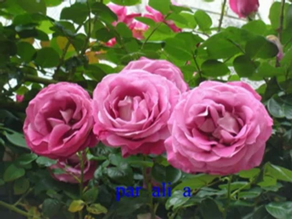 Watching video mazouni mohamed....nadhafa nadhafa