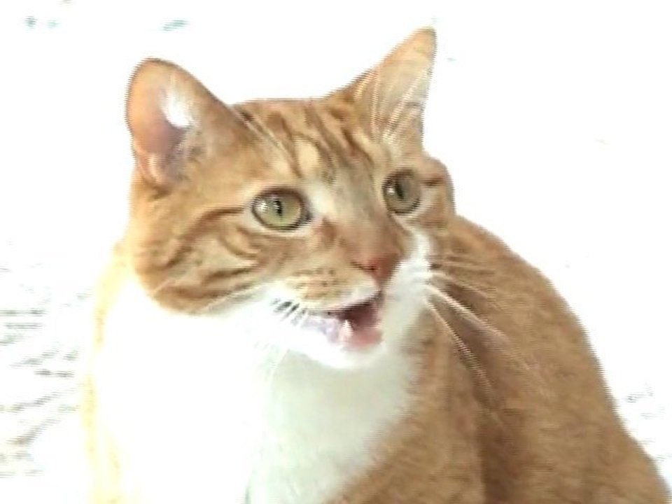 Talking Kitty in Autotune
