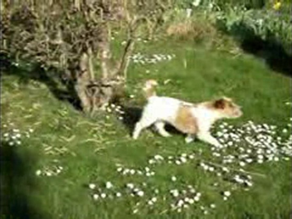 apprentissage au clicker avec Pocket