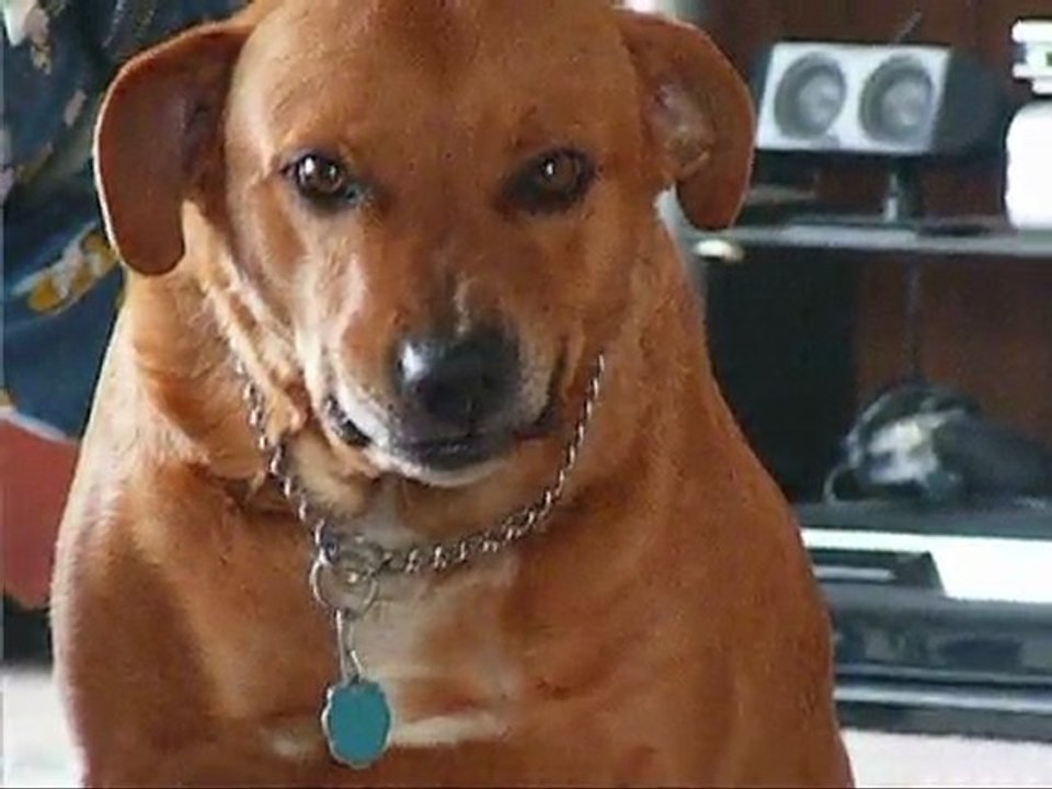 Toto the smiling dog. Toto le chien qui sourit