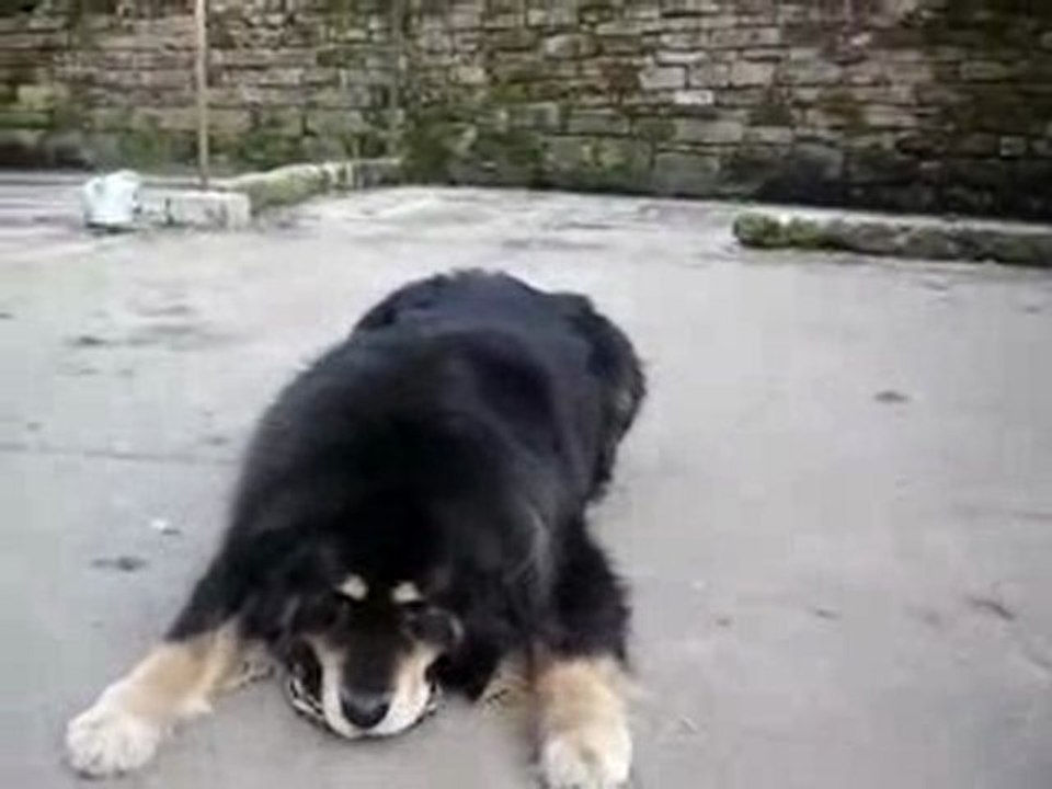 Tibetan Mastiff