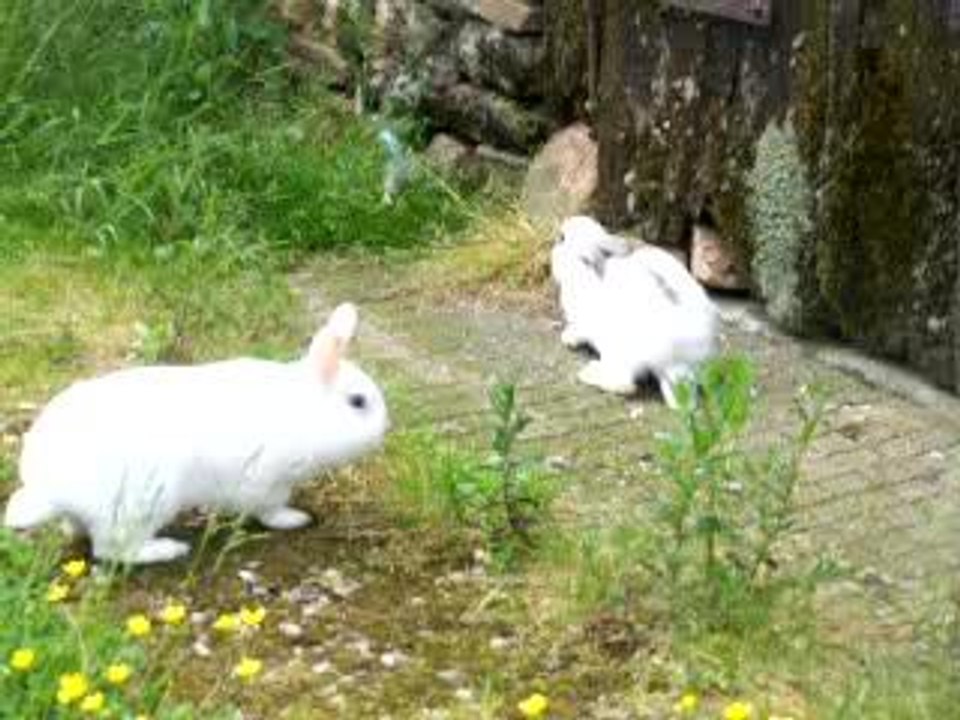 Le lapin et la lapine