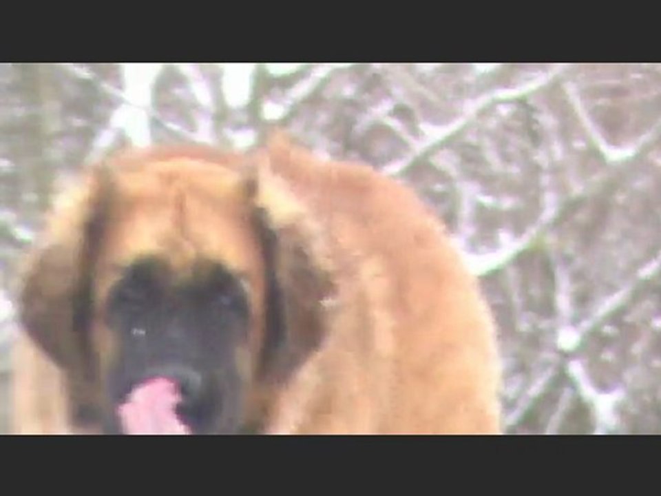 Leos neige 2009