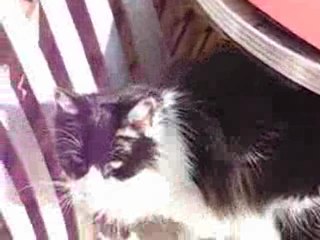 Zola the talking cat