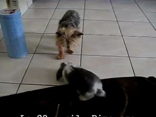 Bonne année 2010 de la part de ANIM0OW ;)