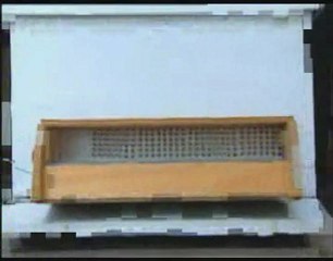 Polen üretimi ve hasadı