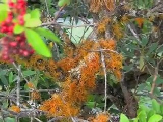 Kauai Hike - Nounou Mountain Trail (West)