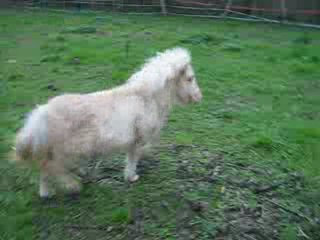 Vahiné Du Bois Des Fées