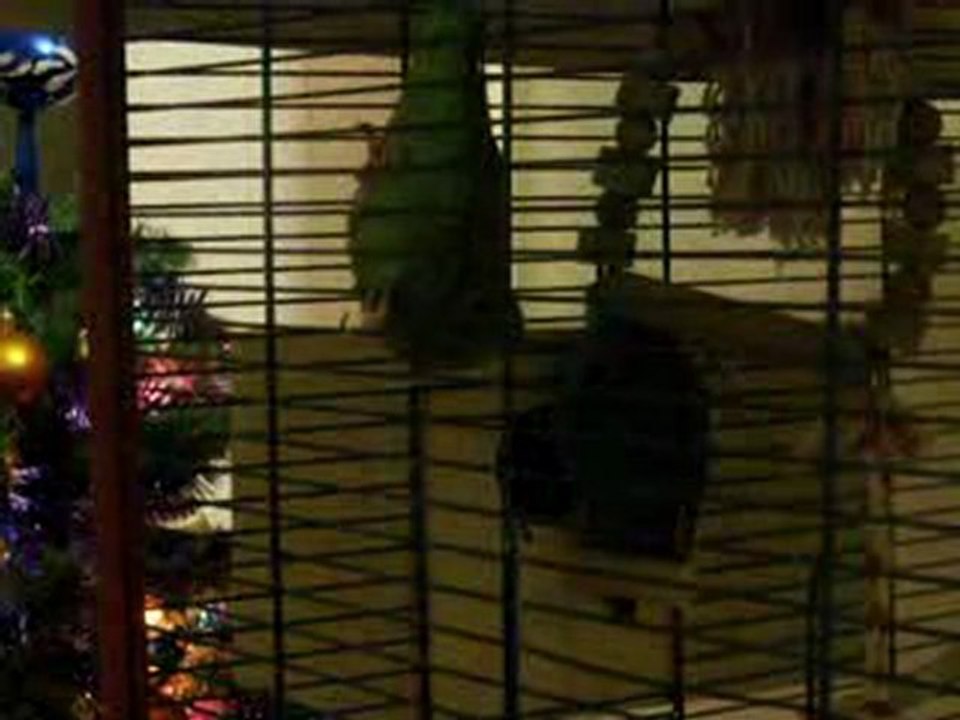 1ère sortie de nid  d'un jeune catherine