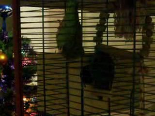 1ère sortie de nid  d'un jeune catherine