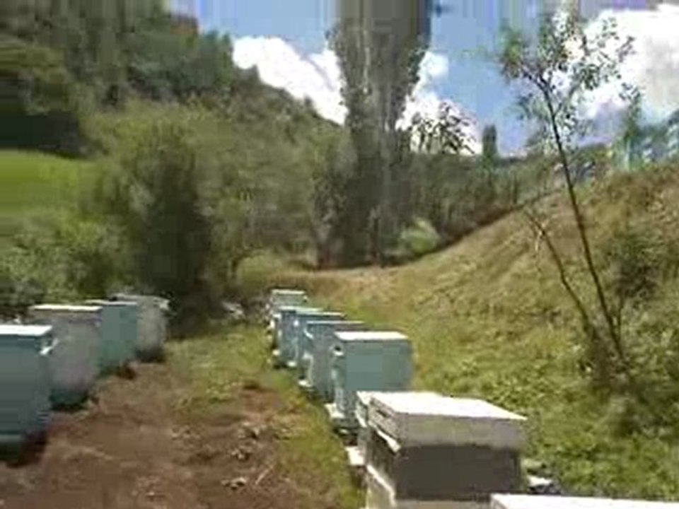 Oğul Alımı-1