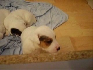 1er noel , dur ,  notre maman ne veut plus nous nourrir .