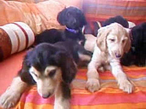 25.12. CK Afghan Puppies