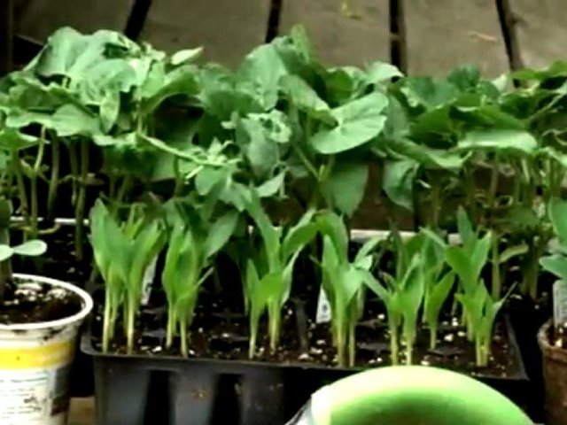 Vegetable Gardening: Three Sisters Companion Planting