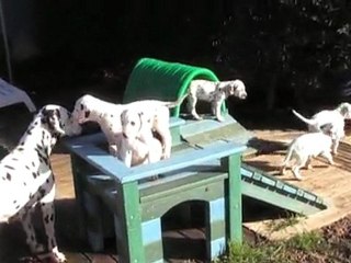 25 décembre : 7 semaines