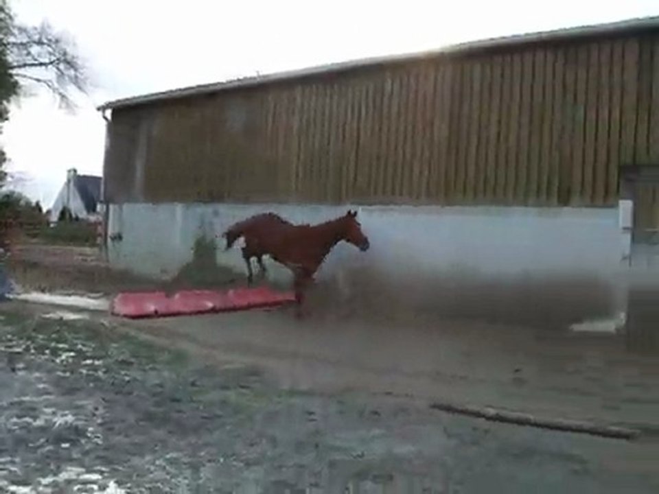 Ecurie du Nevez Saphir 2