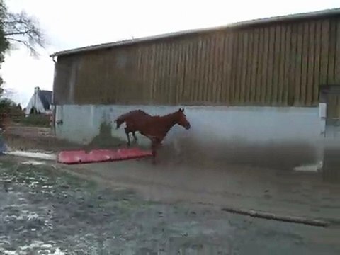 Ecurie du Nevez Saphir 2