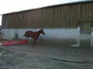 Ecurie du Nevez Saphir 4