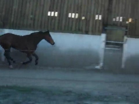 Ecurie du nevez Rosie