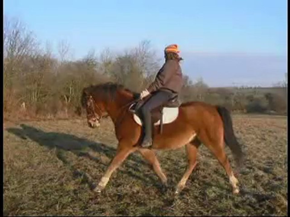 Dressage 01/01/2010